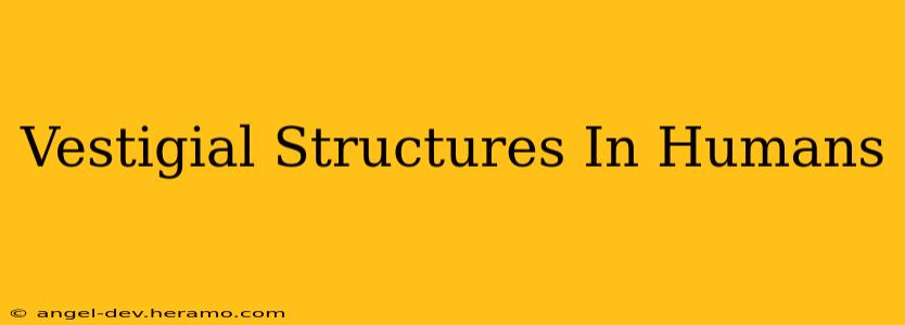 Vestigial Structures In Humans